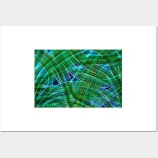 Oscillatoria cyanobacteria, micrograph (C028/9169) Posters and Art